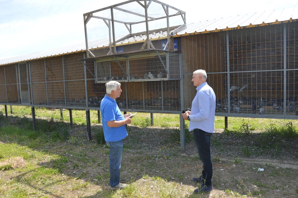 Припрема за Светско такмичење голубова писмоноша на Чукарици 